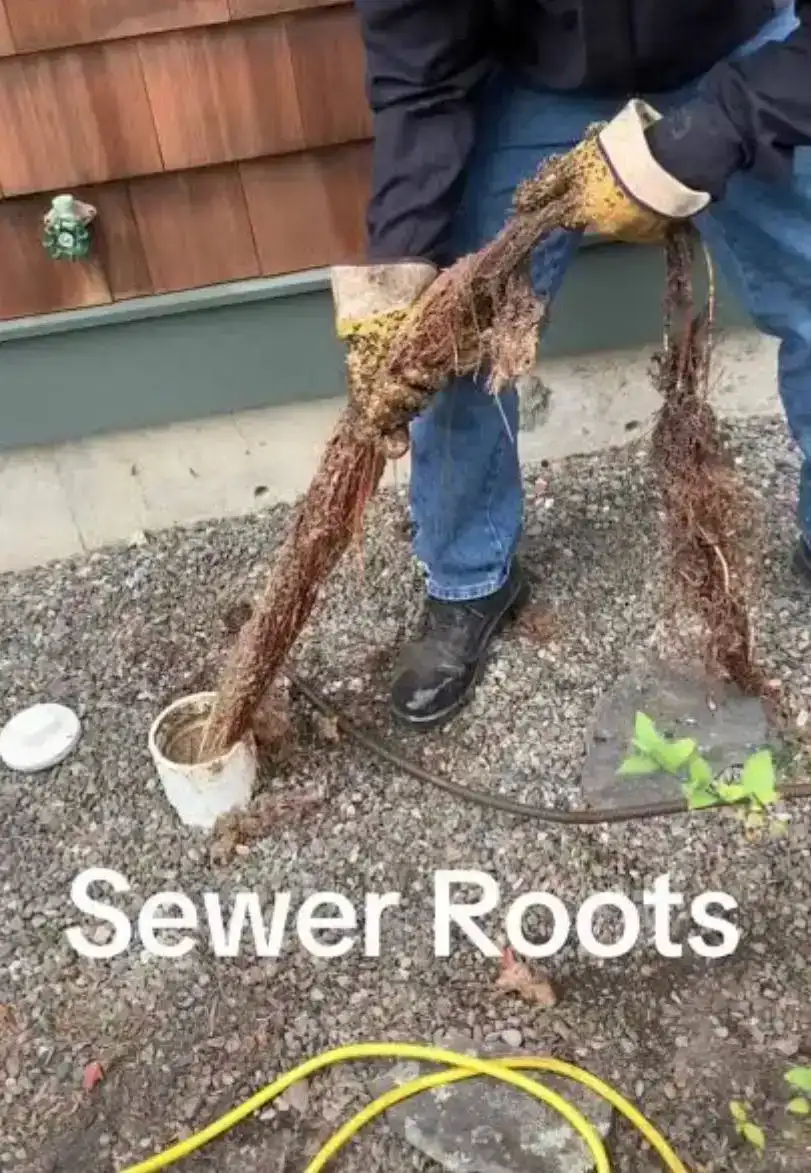 Tree Root Removal - Before & After